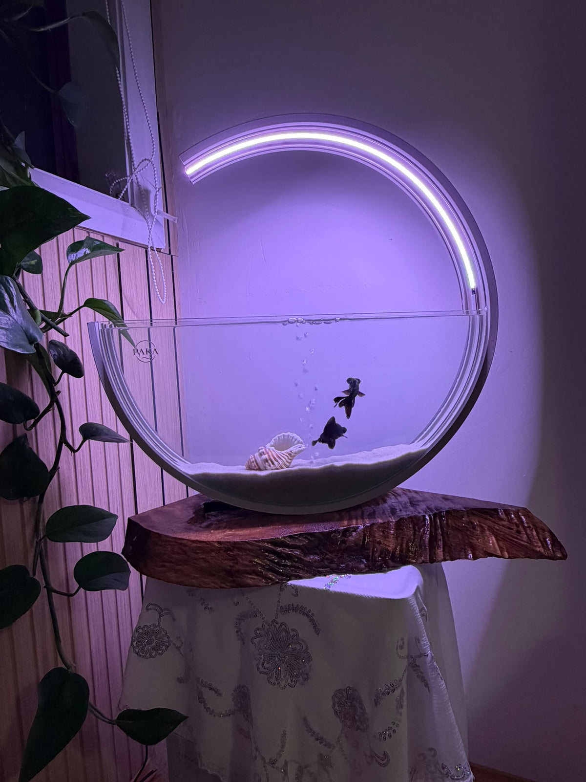 Moon aquarium in soft white light on a live-edge timber base