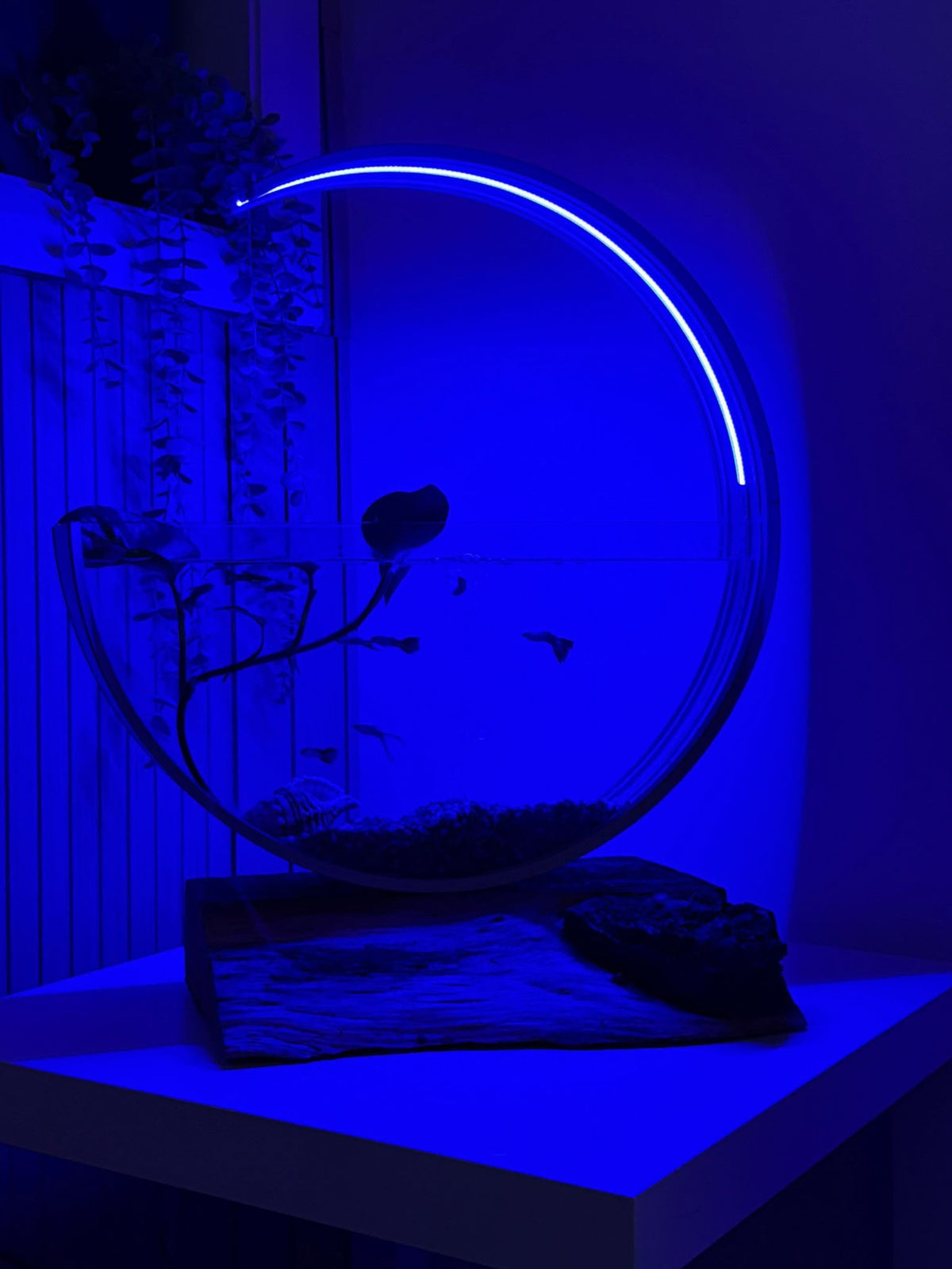 Luna Moon Aquarium with blue ring light on a natural timber base with a live plant
