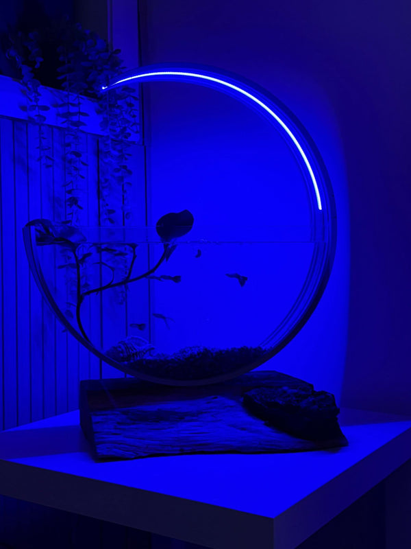 Moon aquarium in deep blue light