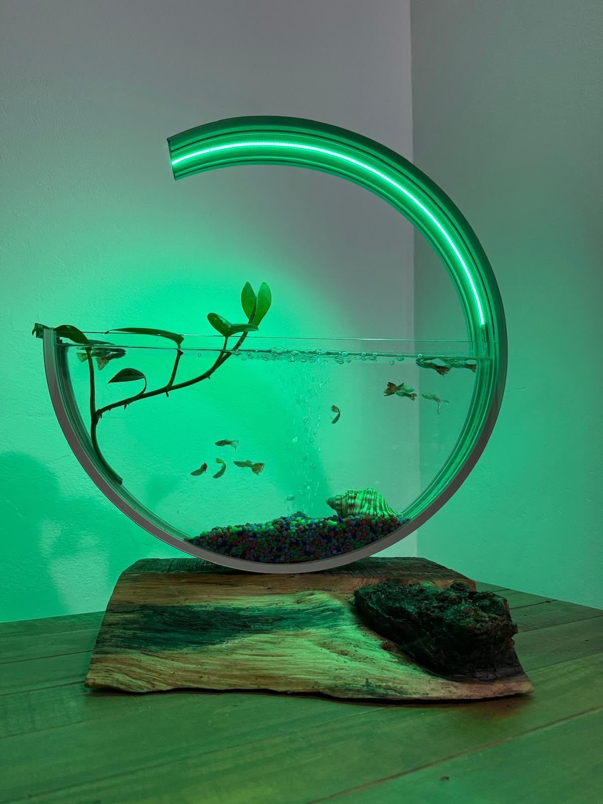 Luna Moon Aquarium with green ring light on a natural timber base with a live plant