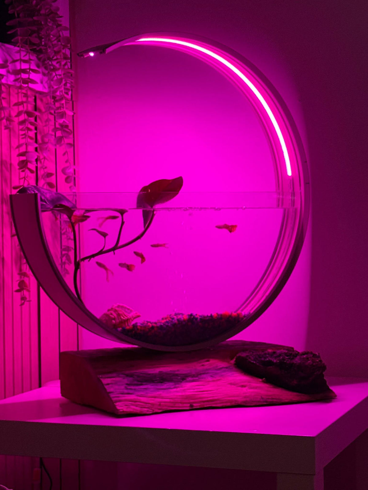 Luna Moon Aquarium with pink ring light on a natural timber base with a live plant