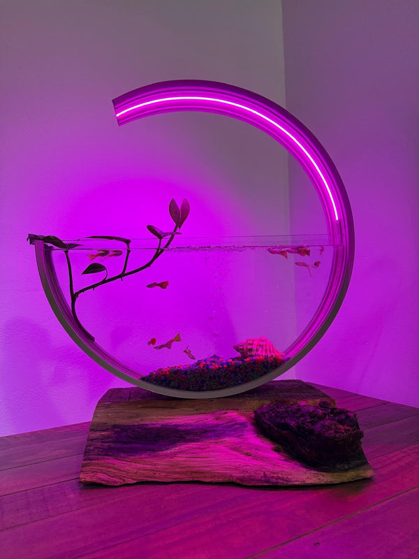 Moon aquarium in purple light