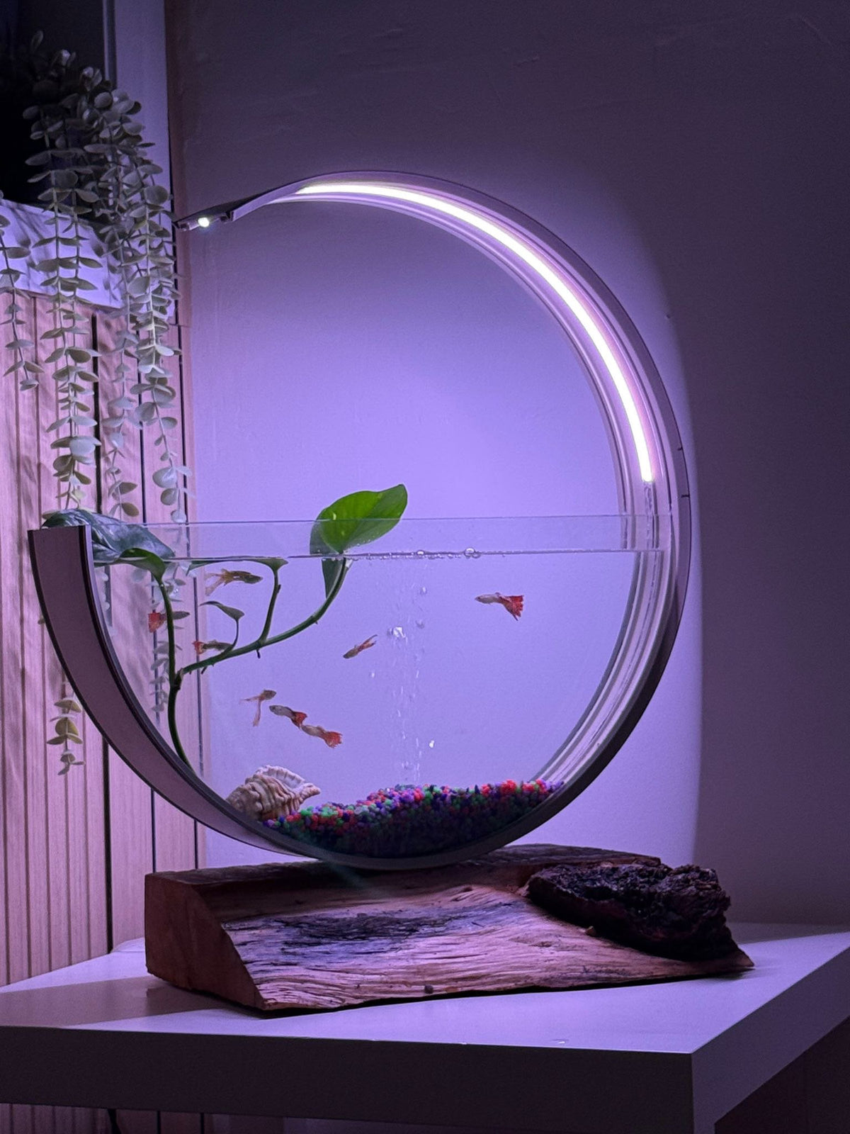 Luna Moon Aquarium with white ring light on a natural timber base with a live plant